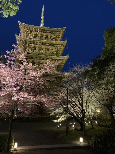 京都　東寺　夜桜ライトアップ　2022年3月25日の開花状況とベストスポットは？